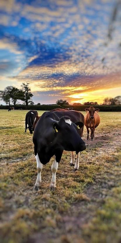 New Farm Cheshire Holidays Winsford  Εξωτερικό φωτογραφία
